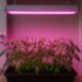 The Secret to Thriving Indoor Plants: LED Grow Lights for Plants