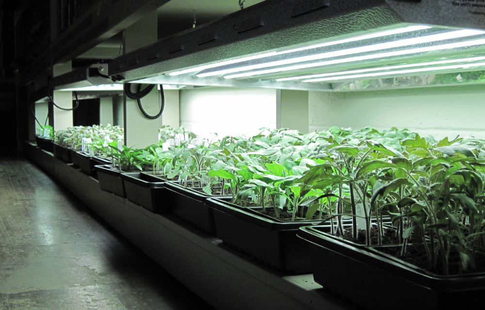 Advantages of Using LED Grow Lights on Plants