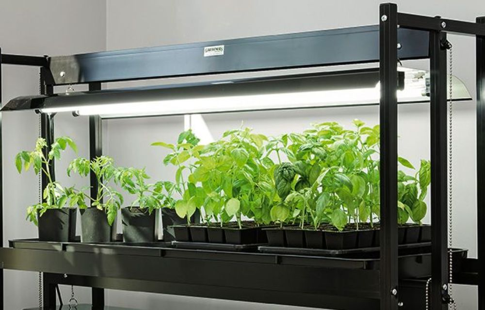 Can Any LED Light Be Used as a Grow Light?