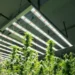 What Are the Benefits of Using LED Grow Lights Over Traditional Lighting in Dubai?