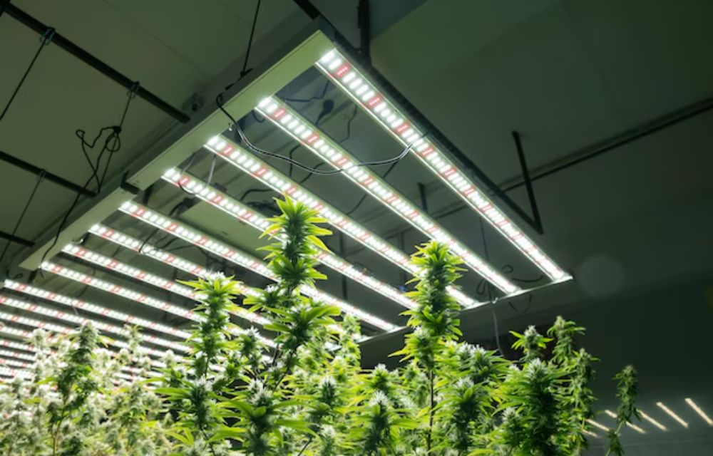 What Are the Benefits of Using LED Grow Lights Over Traditional Lighting in Dubai?