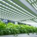 How Do LED Grow Lights Aid Plants Grow?