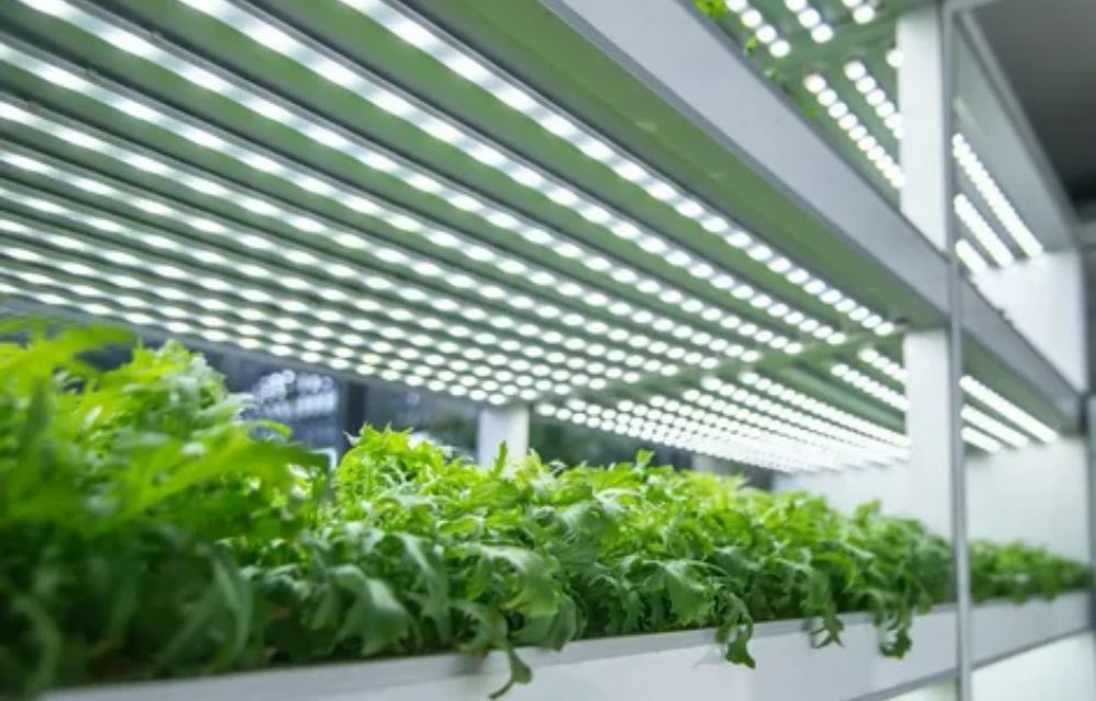 How Do LED Grow Lights Aid Plants Grow?