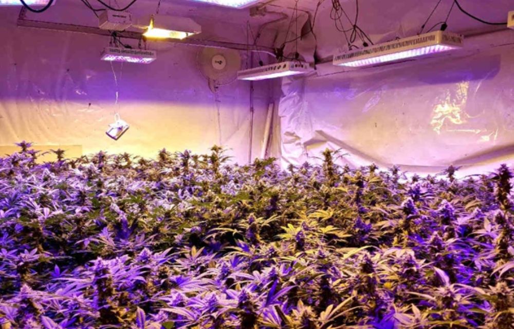Applications of LED Grow Lights