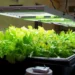 How Do You Know If Your Plants Need More Light