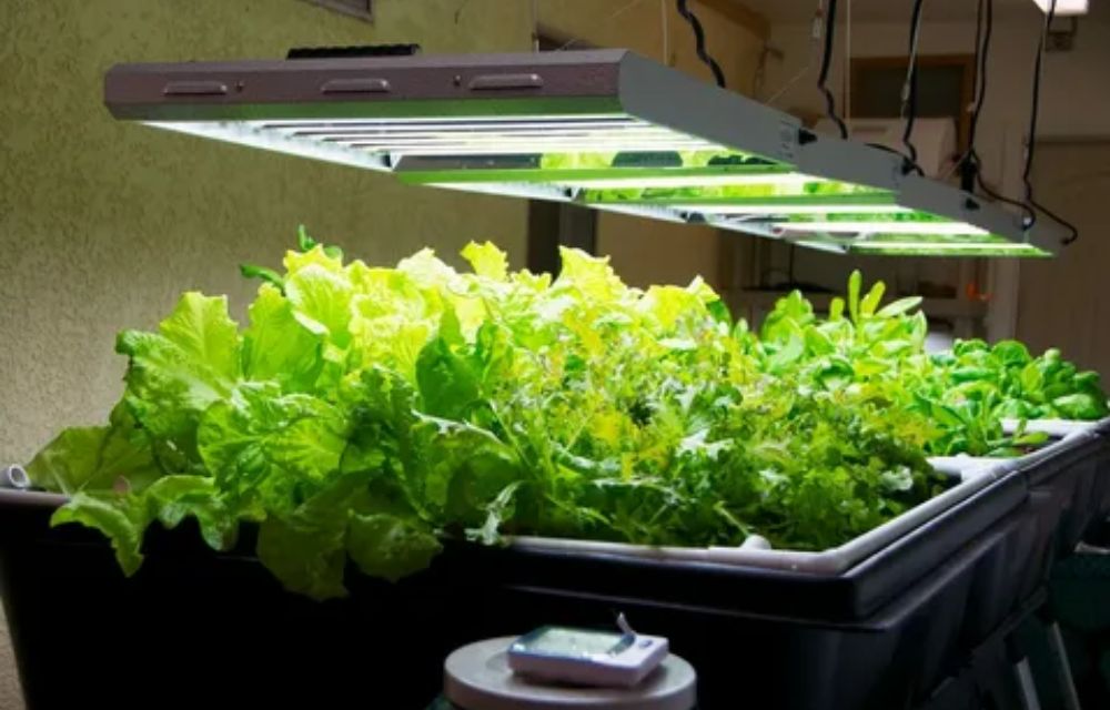 How Do You Know If Your Plants Need More Light?