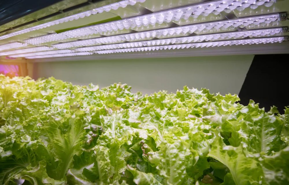 Tips for Maximizing Light Efficiency