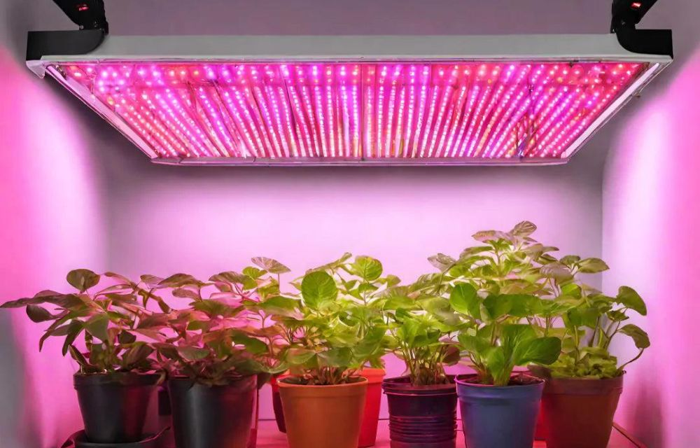 Why Light Matters for Plant Health