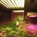 What Makes LED Grow Lights Better Than Traditional Lighting
