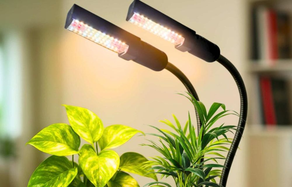 Higher Yield and Better-Quality Plants