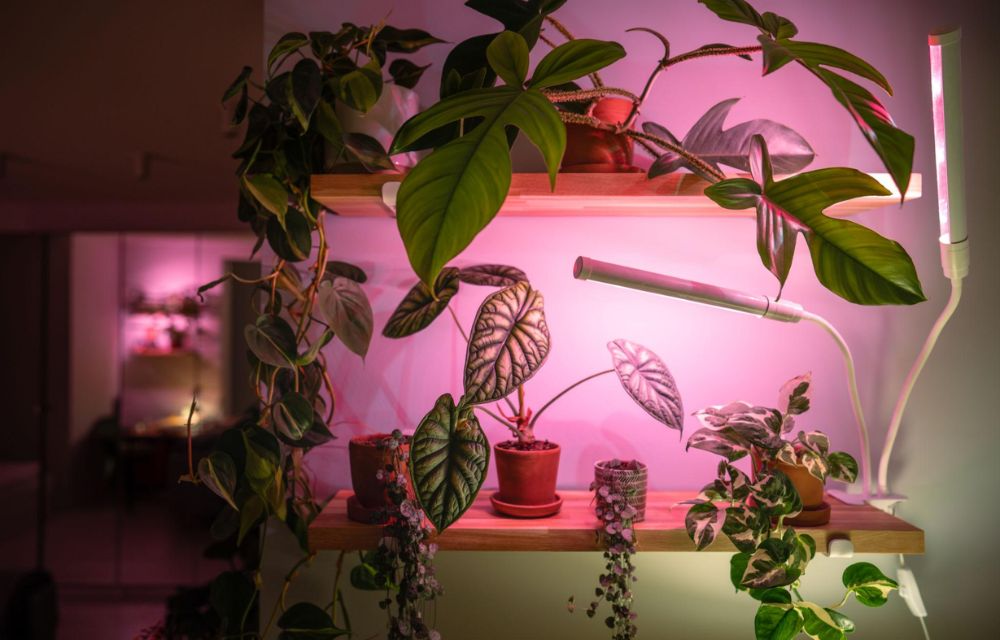 What Are LED Grow Lights