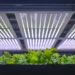 Benefits of Using LED Grow Lights for Plants