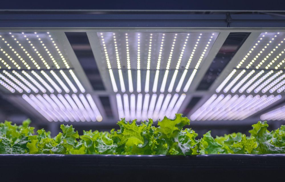 Benefits of Using LED Grow Lights for Plants
