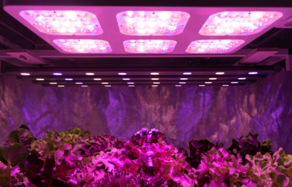How to Choose the Best LED Grow Lights for Your Plants?